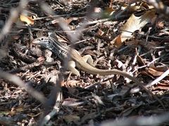 Aspidoscelis scalaris