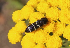 Acmaeodera longicrinis