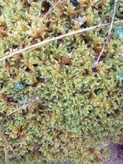 Hypnum cupressiforme lacunosum