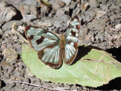 Dynamine postverta mexicana