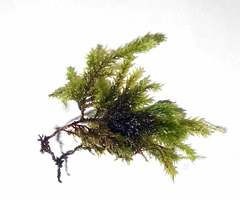 Thamnobryum alleghaniense