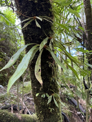 Elaphoglossum apodum, 2025-09-21