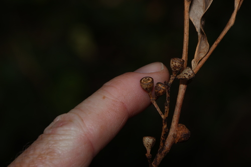 Northern Grey Ironbark (Eucalyptus siderophloia)