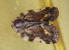 Aprivesa exuta