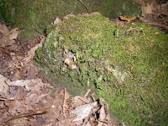 Thamnobryum alleghaniense