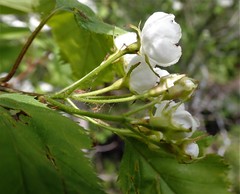 Crataegus holmesiana