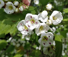 Crataegus holmesiana