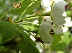 Crataegus holmesiana