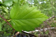 Crataegus holmesiana
