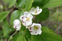 Crataegus holmesiana