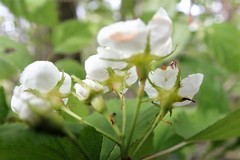 Crataegus holmesiana