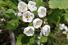 Crataegus holmesiana