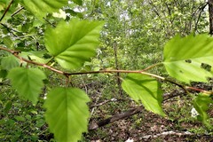 Crataegus holmesiana