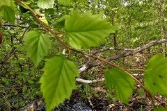 Crataegus holmesiana
