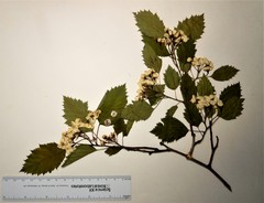 Crataegus holmesiana