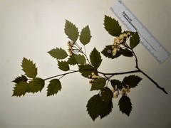 Crataegus holmesiana