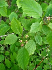 Crataegus holmesiana