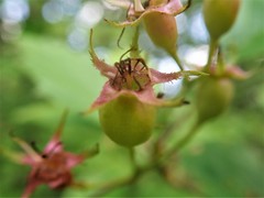 Crataegus holmesiana