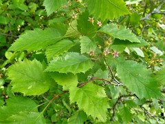 Crataegus holmesiana