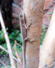 Anolis wellbornae