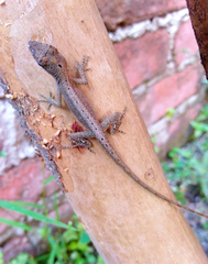 Anolis wellbornae