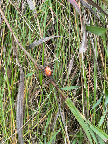 Shamrock Orbweaver