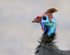 Numida meleagris mitratus