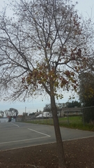 Angiospermae