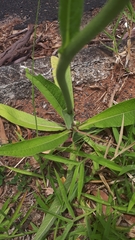 Elephantopus angustifolius