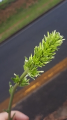 Elephantopus angustifolius