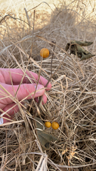 Solanum carolinense