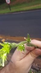 Elephantopus angustifolius