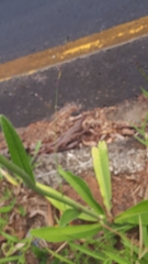 Elephantopus angustifolius