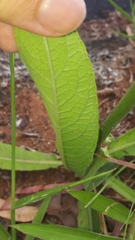 Elephantopus angustifolius