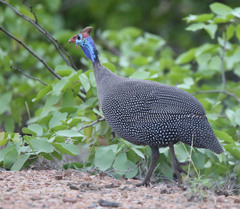 Numida meleagris mitratus