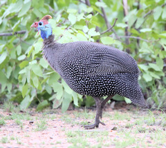 Numida meleagris mitratus