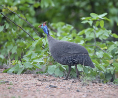 Numida meleagris mitratus