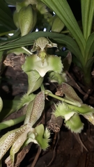 Catasetum
