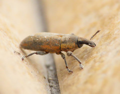 Lixus angustus