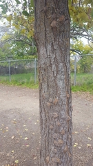 Angiospermae