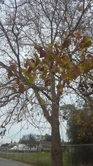 Angiospermae