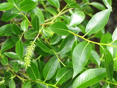 Salix lucida lucida