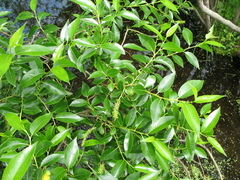 Salix lucida lucida