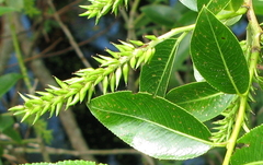 Salix lucida lucida