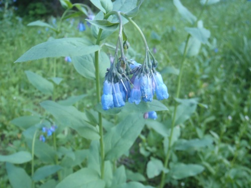 tall fringed bluebells (Mertensia ciliata)
