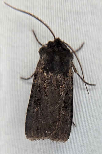 Fleece-winged Dart and Allies photo 3