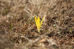 Sternbergia colchiciflora