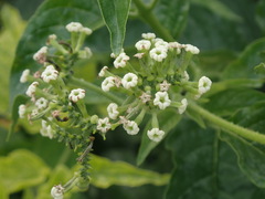 Heliotropium sarmentosum