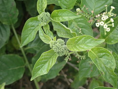 Heliotropium sarmentosum