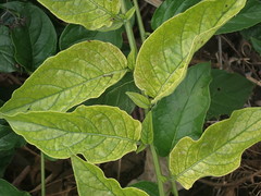 Heliotropium sarmentosum